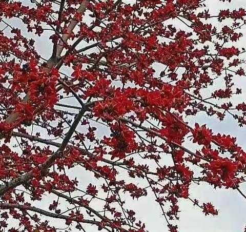 春暖春晴花城花争艳