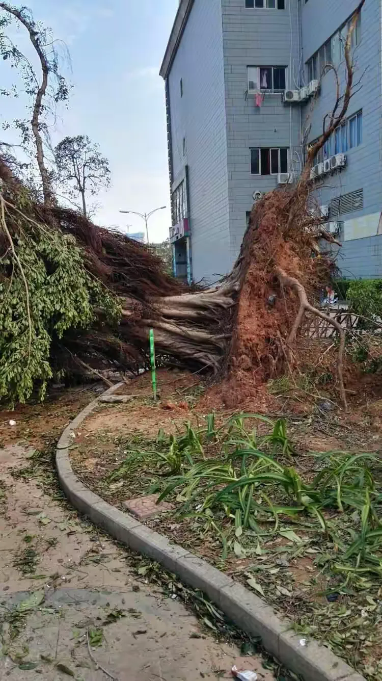 1949年来最强台风"莫兰蒂"登陆厦门