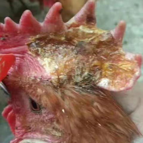 禽医王老师谈鸡冠子上长癣是什么原因怎么办