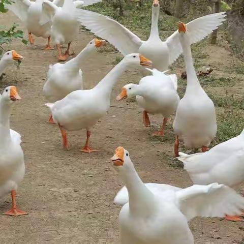 禽医王老师的美篇