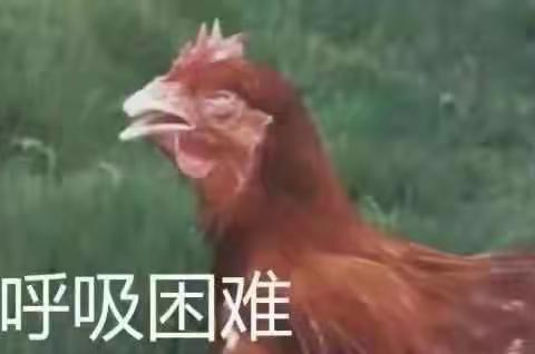 禽医王老师的美篇