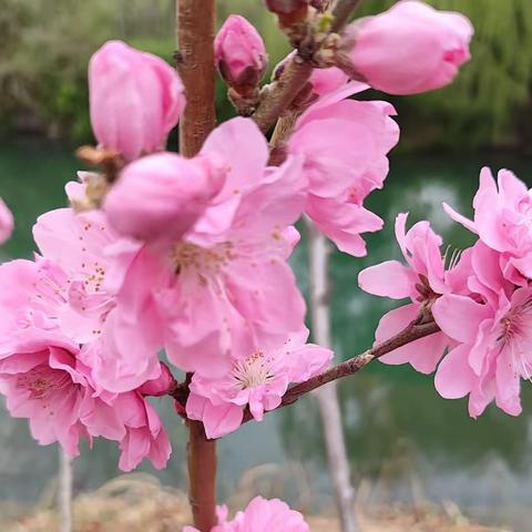 春暖花开，向阳而生！