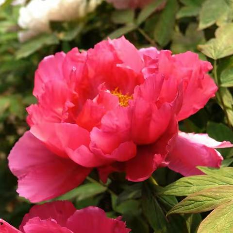 相约在花开时节