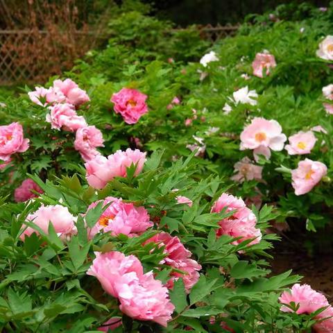 牡丹真国色  花开动京城