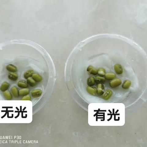 绿豆生长记实验