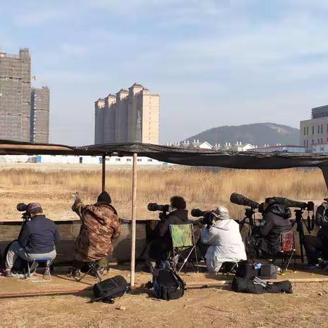 拍摄大鵟的三环摄影人