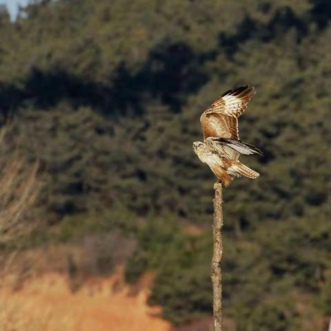 大鵟(鹰的一种)的拍摄瞬间