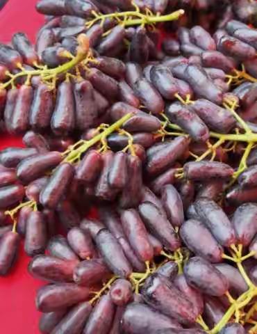 书院六小，一一班，张俊涵“庆丰收                         迎国庆”精彩瞬间