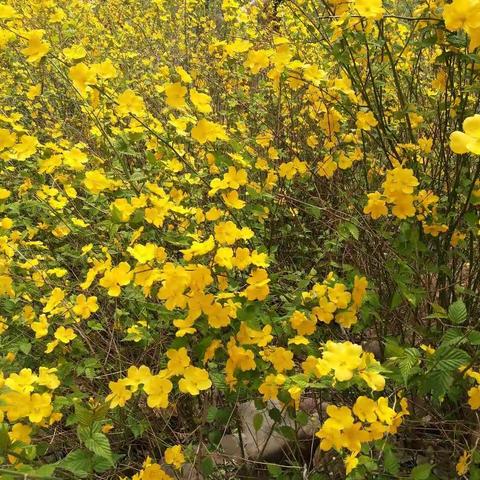 寻找春天――记金英中三班北区半日游！🌼️🌸️🍀️🌱️