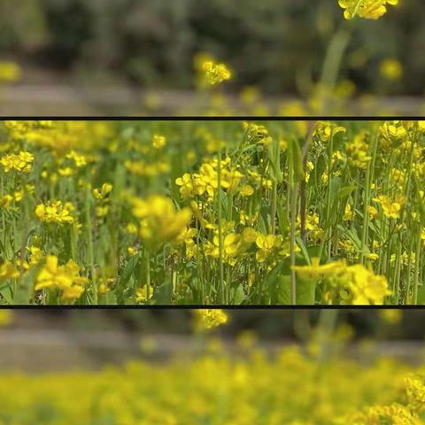 春风送暖百花开    巾帼欢颜纷踏来——腾飞小学工会开展“三八节”春游活动