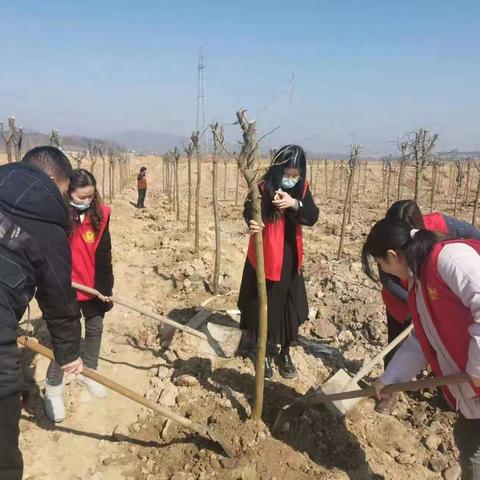 鲇鱼山街道办事处鲇鱼山社区开展植树活动