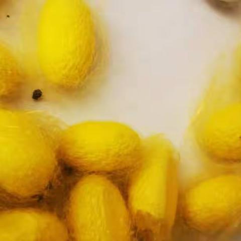 海曙外国语学校307班祝子煜—蚕的生活史