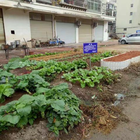 清理“马路菜地”，恢复公共绿地