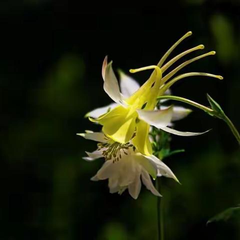 耧斗花，花虽小，也有它独立的一面，