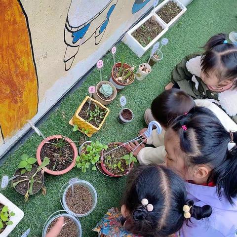 幼儿园植物角观察记录—小班