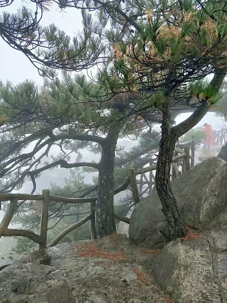 青山常在的美篇