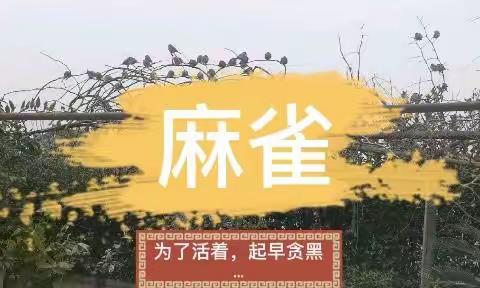 麻雀，为活着而奔波