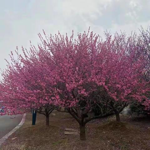 春风悄悄地对我说，它比秋风厉害（诗）