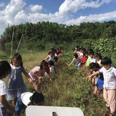 体验田园生活，感受农耕文化——雅畈小学三（2）班农耕劳作活动