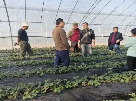 杏花营农场：激活“产业引擎”，发动产业“驱动器”