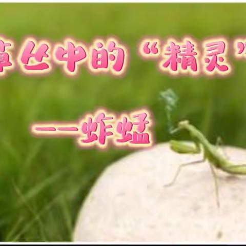 草丛中的“精灵”——蚱蜢🦗