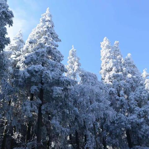 灵华山寻雪