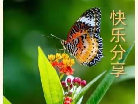 《我是愚蠢的》