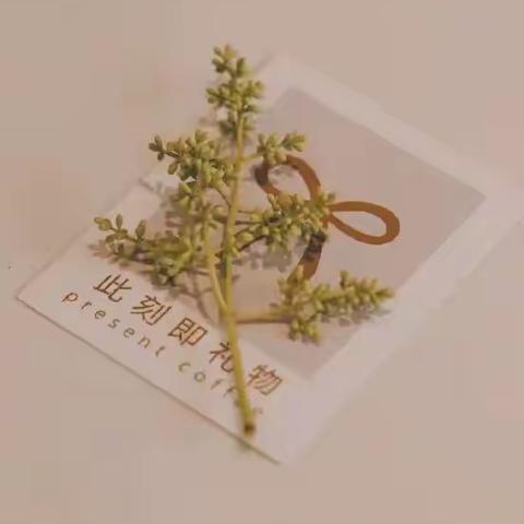 华源金太阳第四幼儿园端午节放假通知与温馨提示