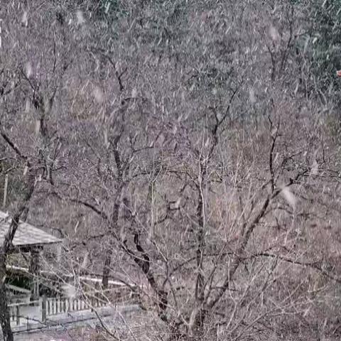 春雪，恰逢其时！