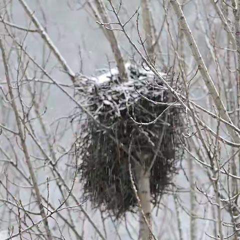 春雪中的鸟巢