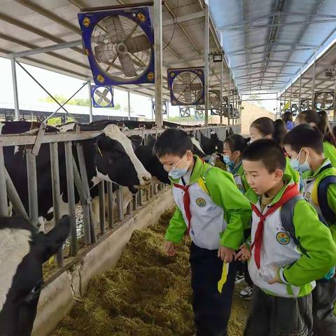走进牧场  亲近自然——百花小学牧场研学记