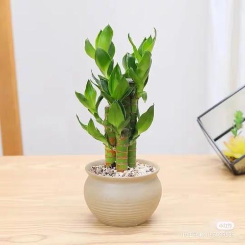 惠画堂六枝校区暑假班周一下午1:00~3:00.《富贵竹》