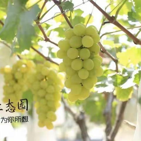 《恒辉生态园》～盛夏臻品┆🍇睛王香印阳光玫瑰葡萄篇之（给你阳光的味道😋）👇