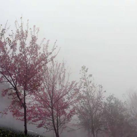 雾里看冬樱花