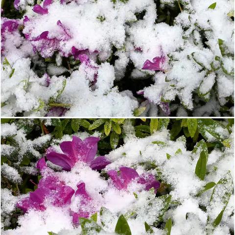 2022年的春雪