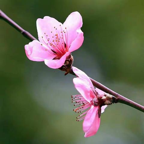 同课异构，花开满园