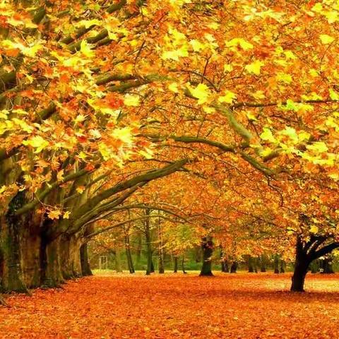 三年级上册第三单元习作《美丽的秋天》