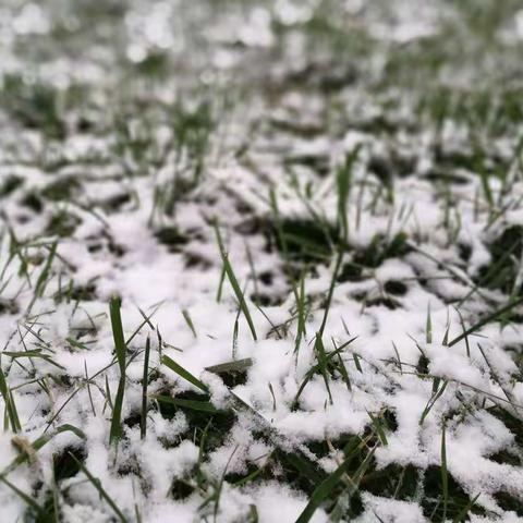 2016年11月22日，初雪，欣喜……