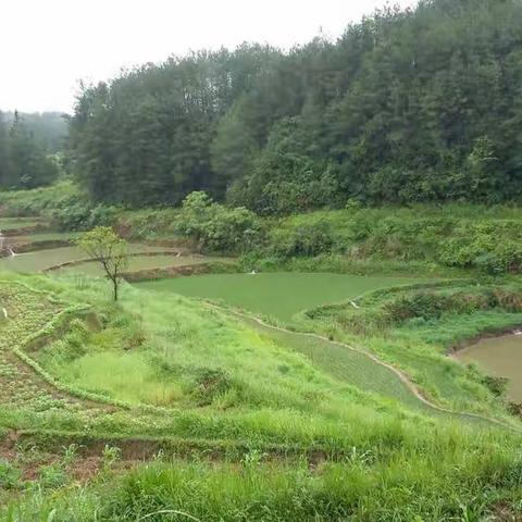 滨江1号【自家风味】 绿色餐桌盛情邀约