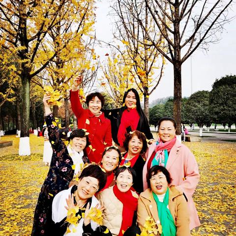 又是－年银杏黄， 今日 如约而至