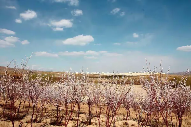 石拐大地,春暖花开!