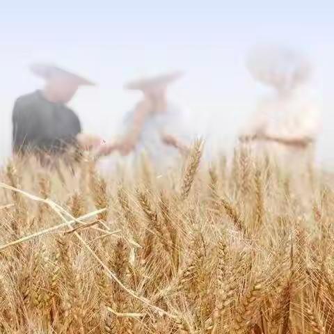 七一献礼  高质量完成区级储备轮换任务——奉义公司夏粮收购进行时（三）