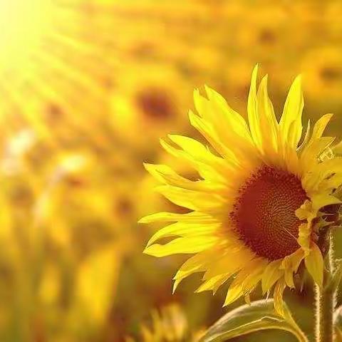 关注心理健康，让心灵洒满阳光——记孙庄育才学校线上心理课