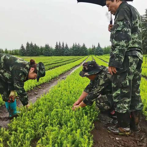 集团公司生态修复管理处工作组深入加格达奇林业局古里苗圃开展春季林木种苗核查工作