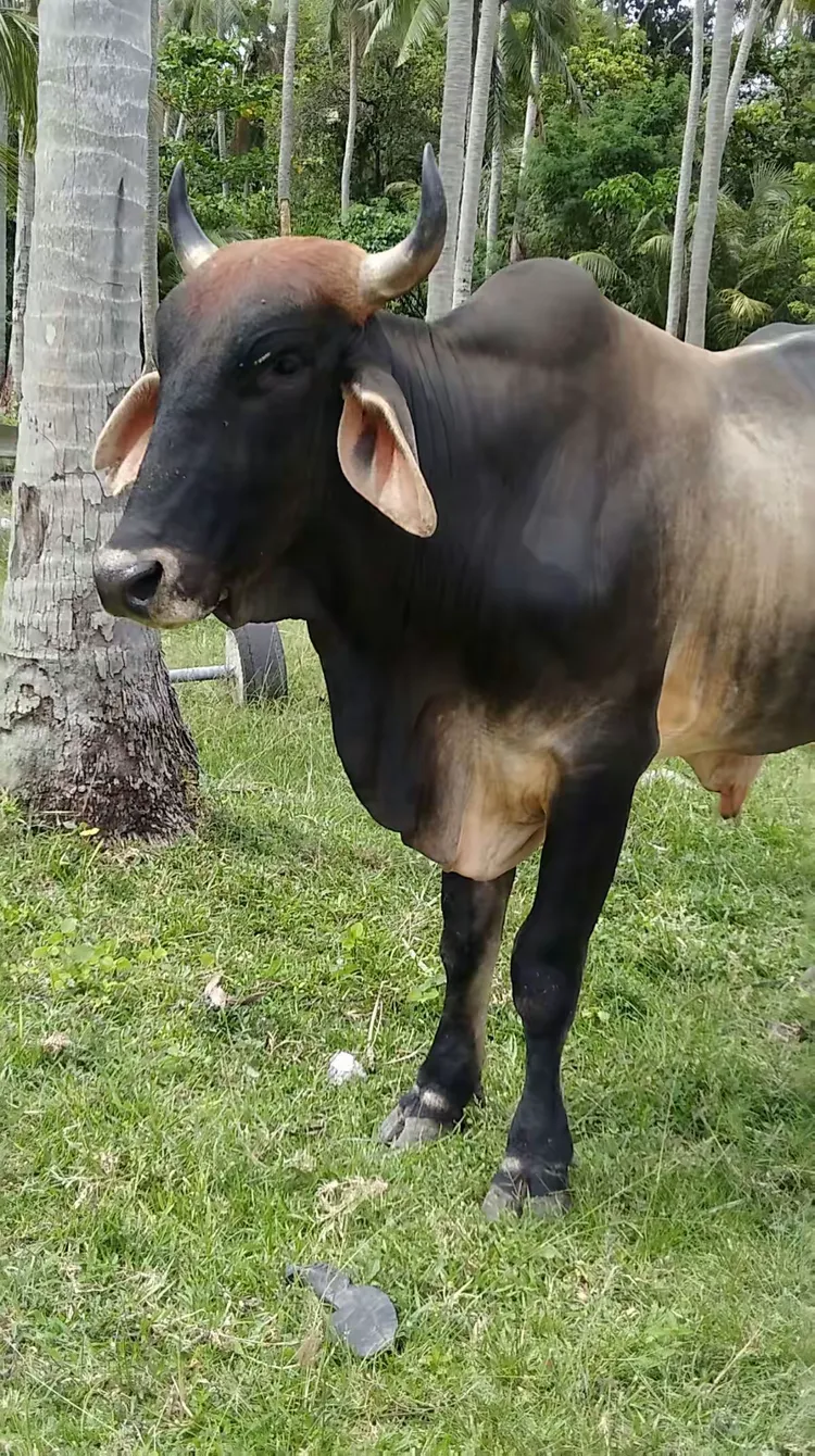 岛上见到的动物