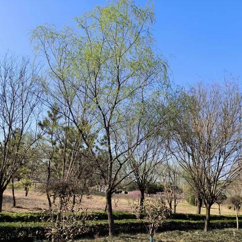 ”英”为有你，”语”出精彩一一英语组同课异构