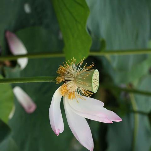 北安赵光龙镇沾河----七名摄影师精雕细琢荷花艺术摄影