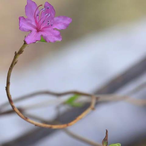 黑龙江北安达子香