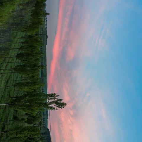 北安革命村新安屯花卉基地