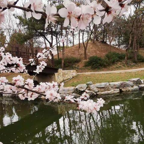 春花烂漫圆明园